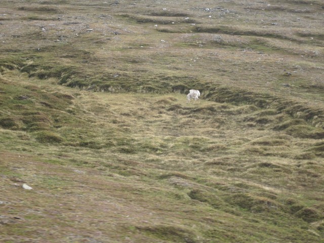 Hurtigruten_2015-06-22_11-46